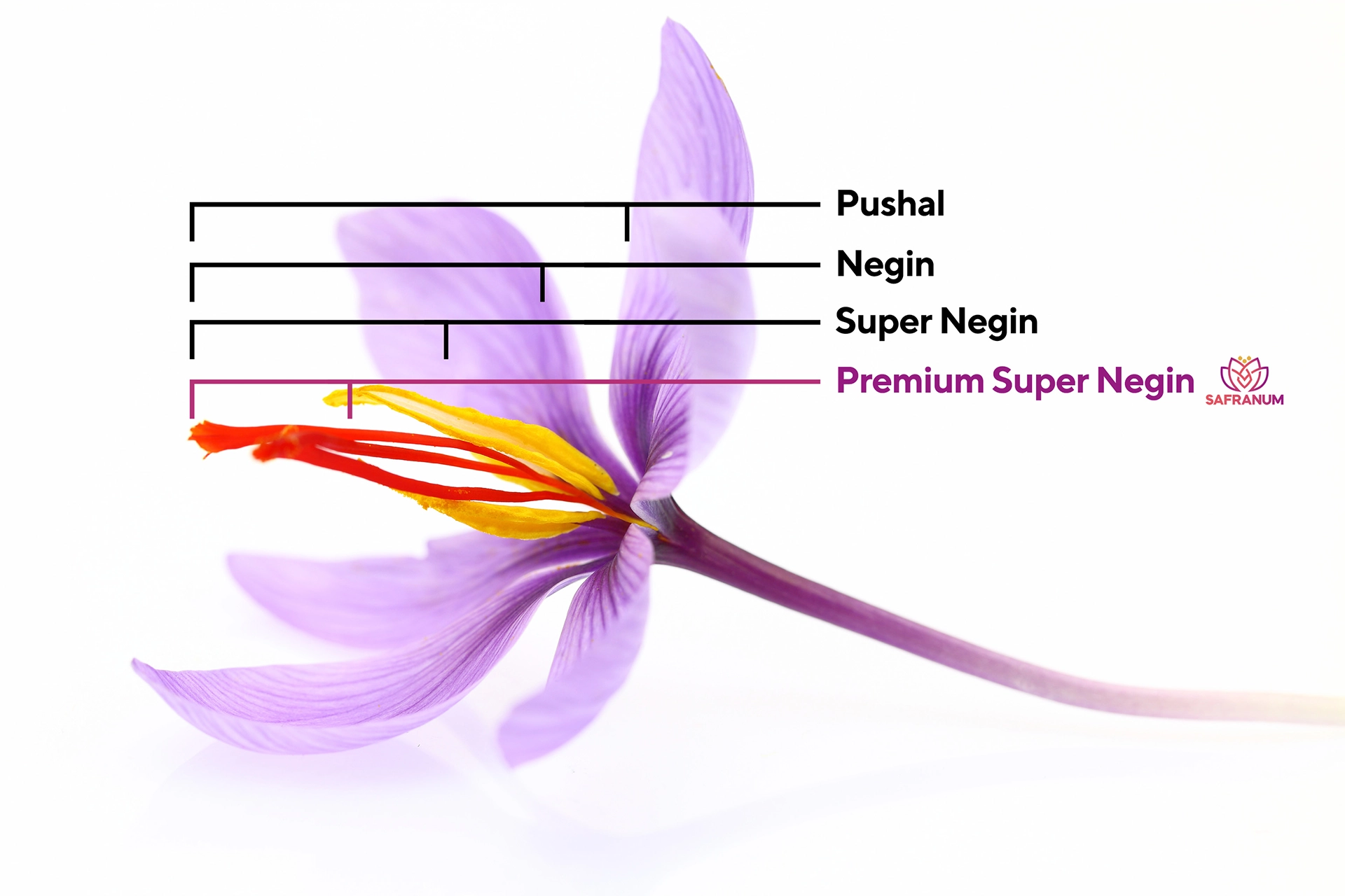 Experience the premium quality of our saffron